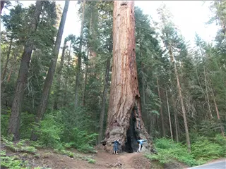 small_040521 caPICT4750.webp